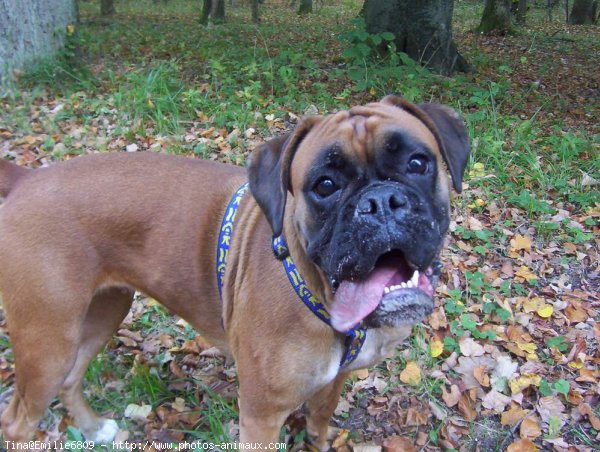 Photo de Boxer