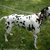 Photo de Dalmatien