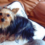 Photo de Yorkshire terrier