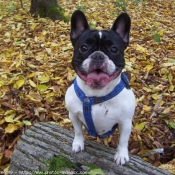 Photo de Bouledogue franais