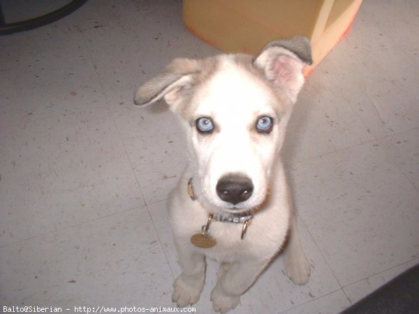 Photo de Husky siberien