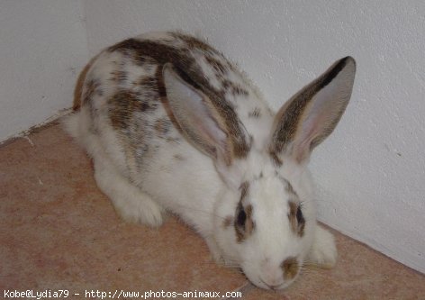 Photo de Lapin