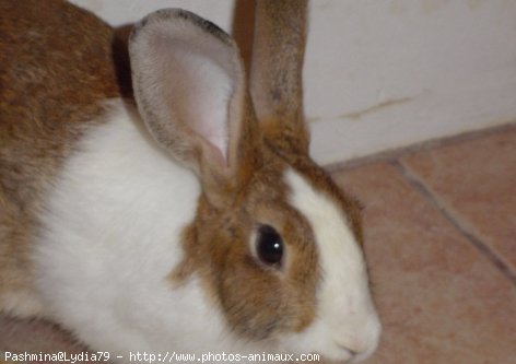 Photo de Lapin