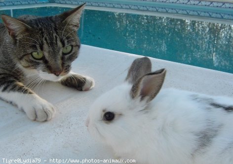 Photo de Chat domestique