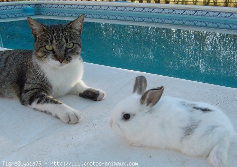 Photo de Chat domestique