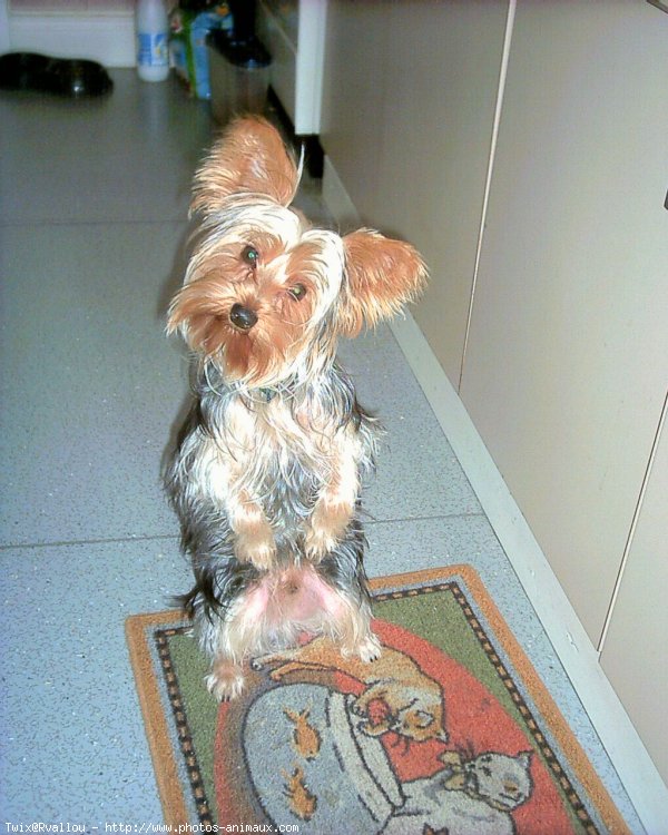 Photo de Yorkshire terrier