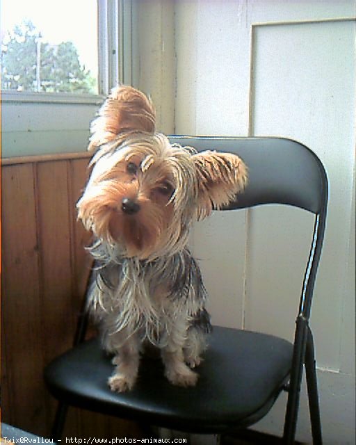 Photo de Yorkshire terrier