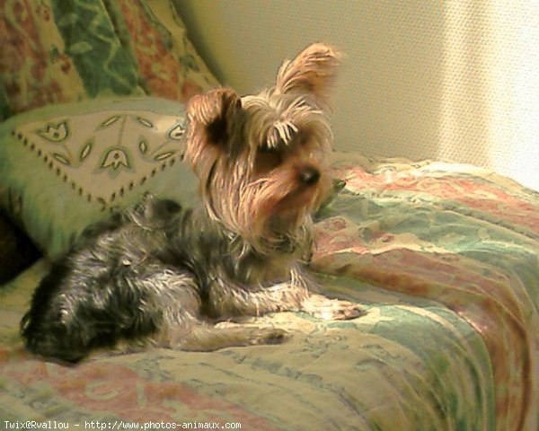 Photo de Yorkshire terrier