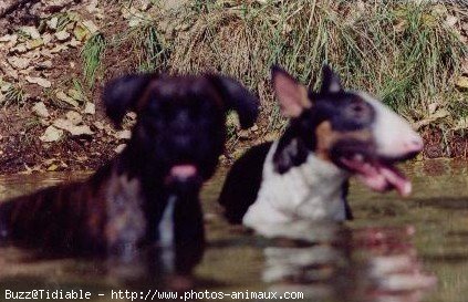 Photo de Bull terrier miniature