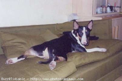 Photo de Bull terrier miniature