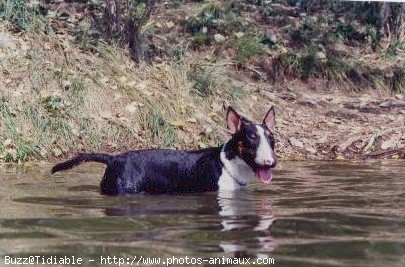 Photo de Bull terrier miniature