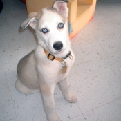 Photo de Husky siberien