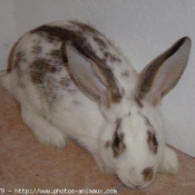 Photo de Lapin