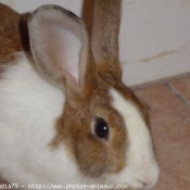 Photo de Lapin