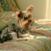 Photo de Yorkshire terrier