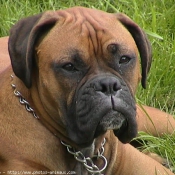 Photo de Boxer