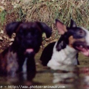 Photo de Bull terrier miniature