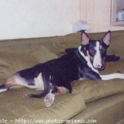 Photo de Bull terrier miniature