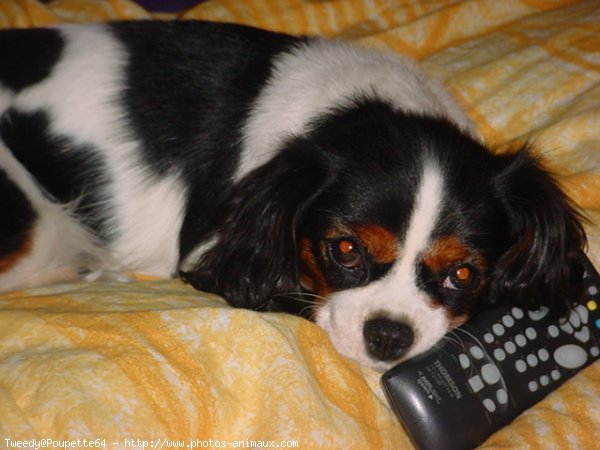 Photo de Cavalier king charles spaniel