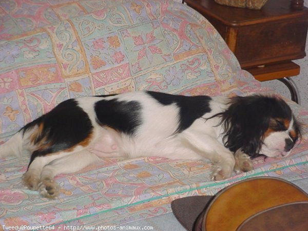 Photo de Cavalier king charles spaniel