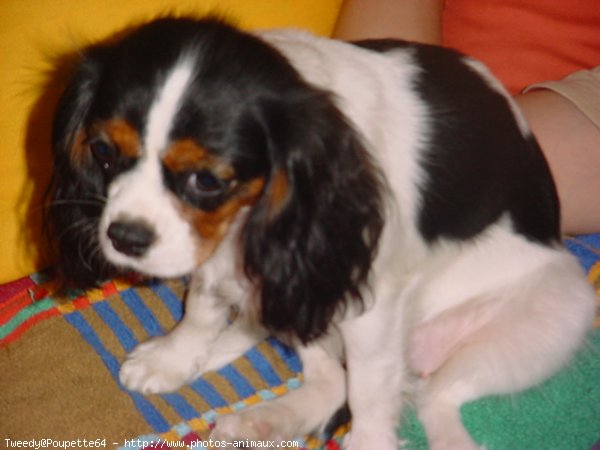 Photo de Cavalier king charles spaniel