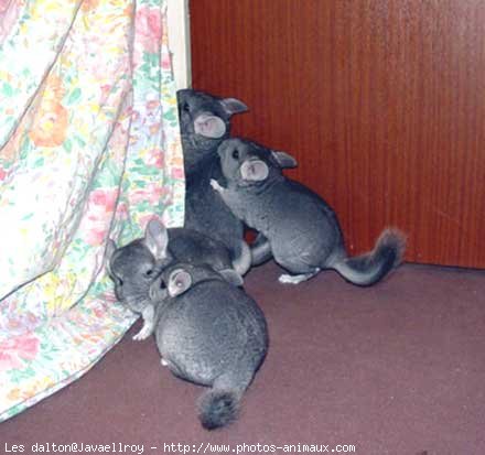 Photo de Chinchilla