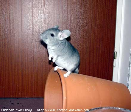 Photo de Chinchilla