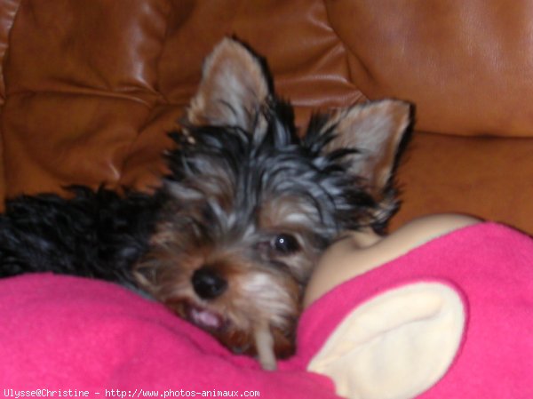 Photo de Yorkshire terrier