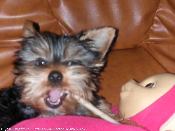 Photo de Yorkshire terrier