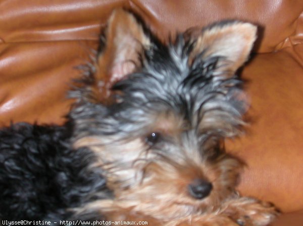 Photo de Yorkshire terrier