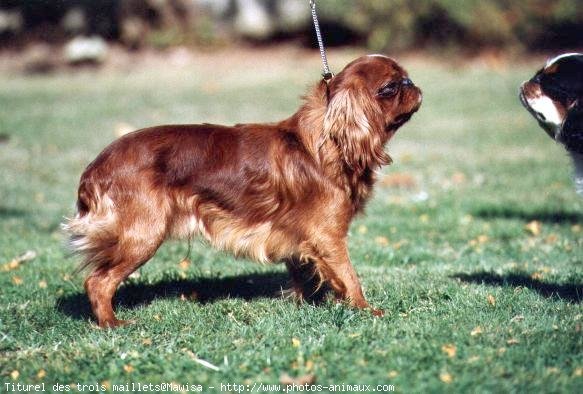 Photo de King charles spaniel