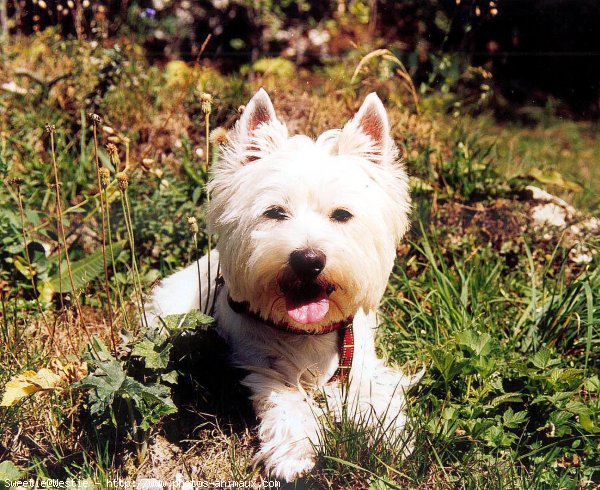 Photo de West highland white terrier