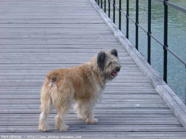 Photo de Chien de berger des pyrenes  poil long