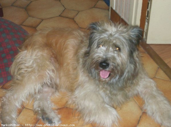 Photo de Chien de berger des pyrenes  poil long