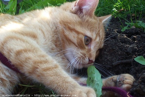 Photo de Chat domestique