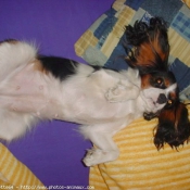 Photo de Cavalier king charles spaniel