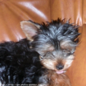 Photo de Yorkshire terrier