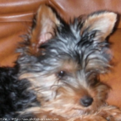 Photo de Yorkshire terrier