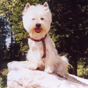 Photo de West highland white terrier