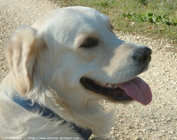 Photo de Golden retriever