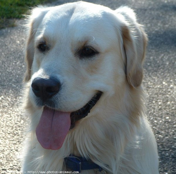 Photo de Golden retriever