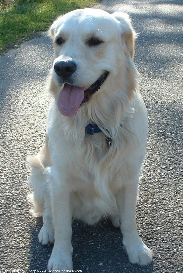 Photo de Golden retriever