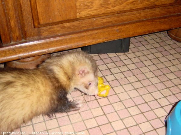 Photo de Furet