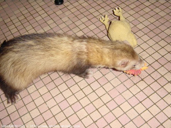 Photo de Furet