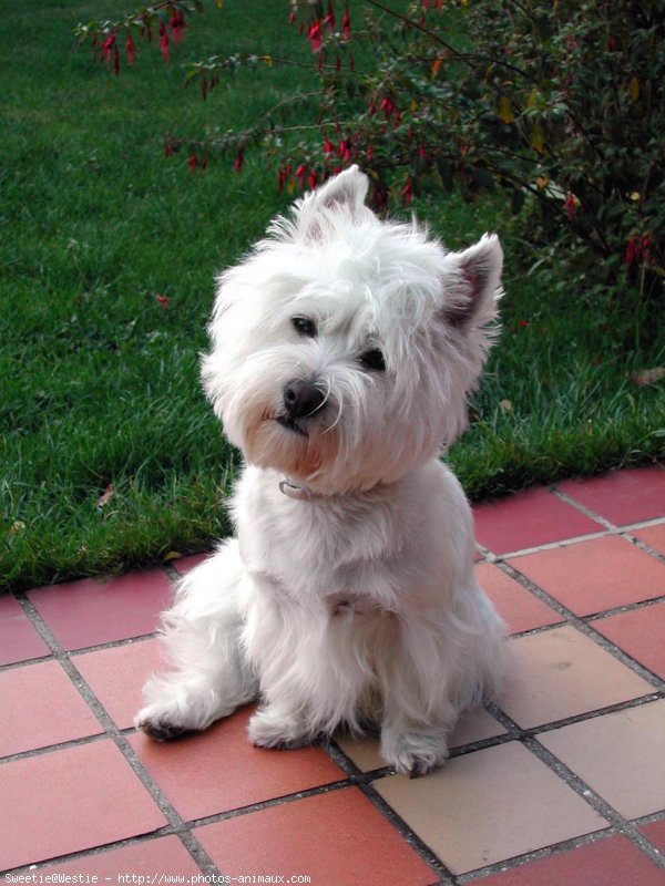 Photo de West highland white terrier