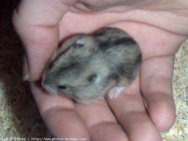 Photo de Hamster