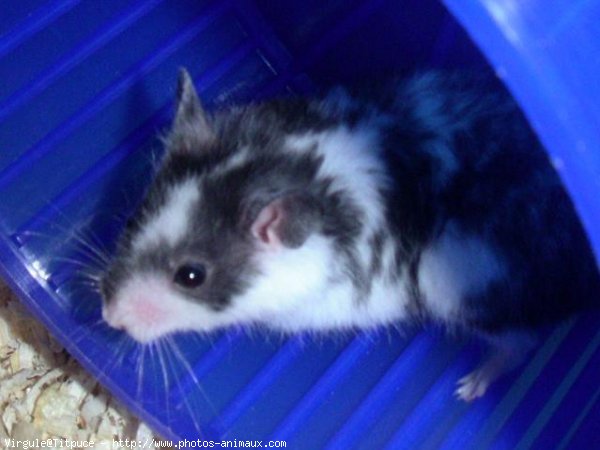 Photo de Hamster