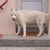 Photo de Husky siberien