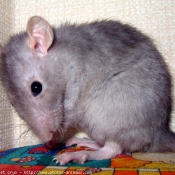 Photo de Rat