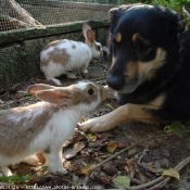 Photo de Races diffrentes